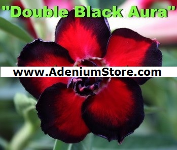 (image for) New Adenium \'Double Black Aura\' 5 Seeds